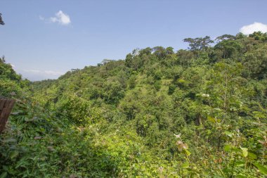 Tanzanya 'da orman, Afrika, güneşli bir günde