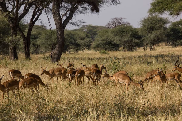 Herd Gazells African Savannah — Stock Photo, Image