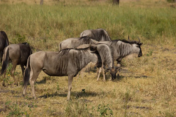 Troupeau Gnus Dans Une Savane Africaine — Photo