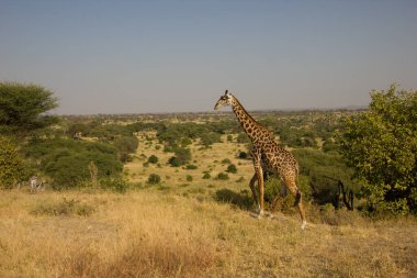 Etkileyici düzlüklerin önünde güzel zürafa