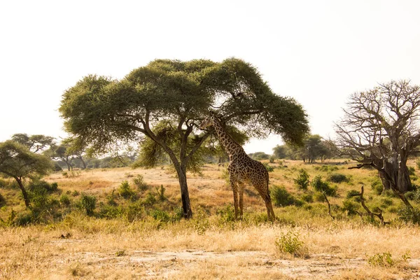 Красивий Жираф Перед Баобабом — стокове фото