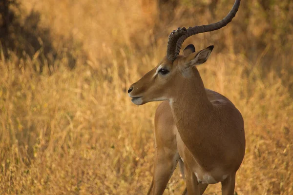 Aandacht Gazelle Afrikaanse Steppe Brand Gestoken Gouden Zonlicht — Stockfoto