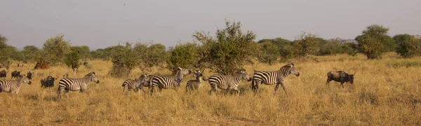 Panorama Zebras Uma Savana Africana — Fotografia de Stock