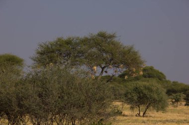 Afrika savanasında kuş yuvası olan Babobab