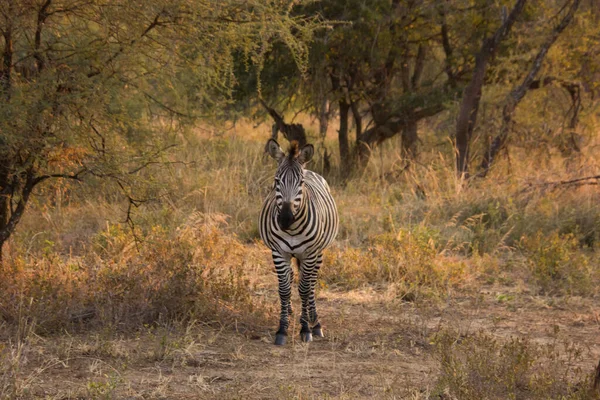 Zebra Afrikaanse Savanne Bij Zonsondergang — Stockfoto