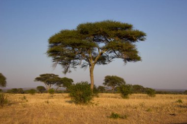 Güneşli bir günde Afrika bozkırında haşmetli bir baobab.