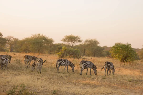 Zebras Comendo Grama Savana Africana Entardecer — Fotografia de Stock