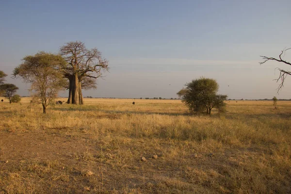 Африканський Степ Під Золотим Сонячним Світлом — стокове фото