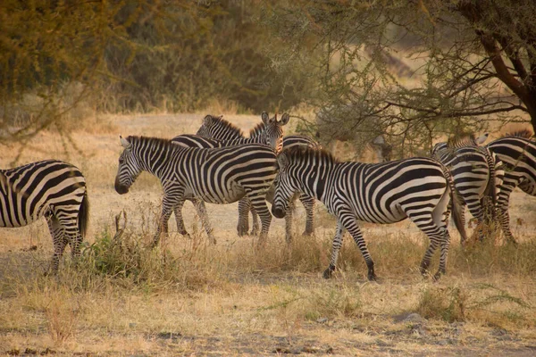 Zebras Laufen Einer Afrikanischen Steppe Herum — Stockfoto