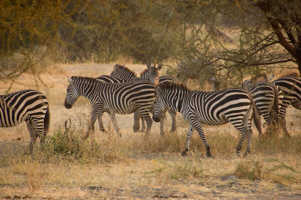 Zebras walking around in an african steppe