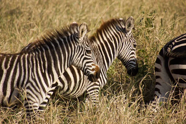 Close Zebras Savana — Fotografia de Stock