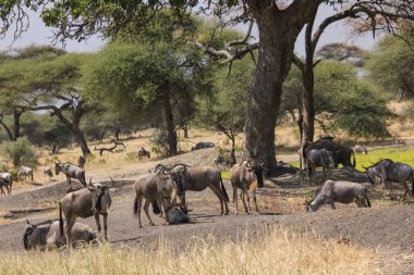 Gnus, Afrika bozkırlarında baobab altında.