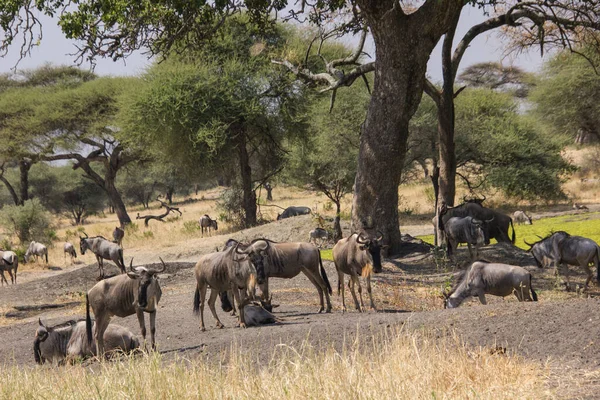 Gnus Onder Baobabs Afrikaanse Steppe — Stockfoto