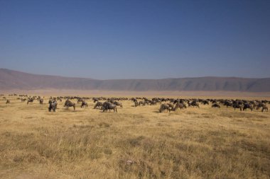 Güzel güneşli bir günde Afrika savanı