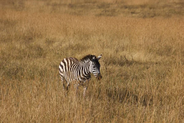 Zebra Afrikai Sztyeppén Arany Napfény Alatt — Stock Fotó