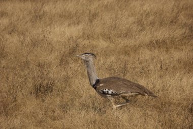 Afrika bozkırında bir Kori Bustard 'ının yakınına.