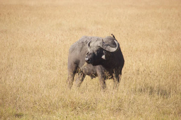 Buffalo Dans Steppe Africaine Dorée Par Une Journée Ensoleillée — Photo