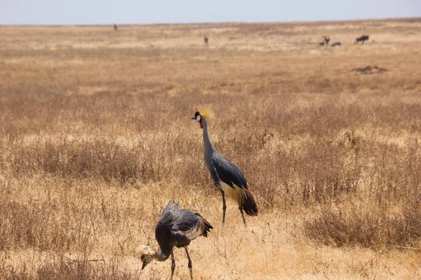 Grues Couronnées Marchant Dans Steppe Africaine Par Une Journée Ensoleillée — Photo