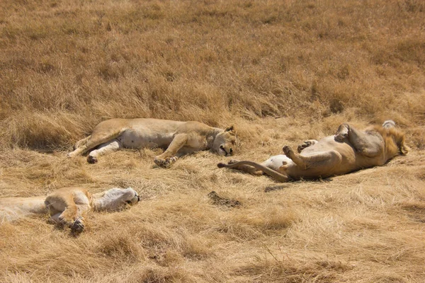 Lazy Lions Prenant Bain Soleil Dans Steppe Africaine — Photo