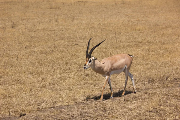 Gazelle Marchant Dans Steppe Africaine Par Une Journée Ensoleillée — Photo