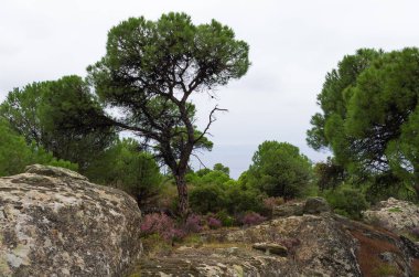 Sithonia, Chalkidiki, Yunanistan, ormanda bir bulutlu gökyüzü altında