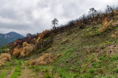 Sonra Sithonia, Chalkidiki, Yunanistan bir yangında yanmış ağaçlar