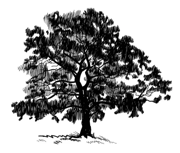 Старое Дерево Дерево Векторный Свободный Рисунок Быстрая Ручка — стоковый вектор