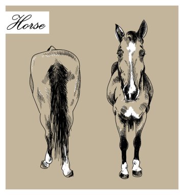 At önde ve arkada. Mürekkep çizimi vektör serbest çizim. Oyma, ayrıntılı çizim .