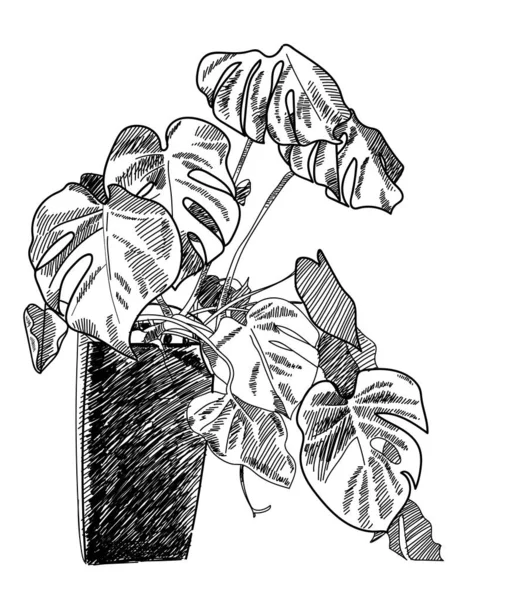 Monstera Dans Pot Dessin Vectoriel Main Levée Plantes Tropicales Vigne — Image vectorielle