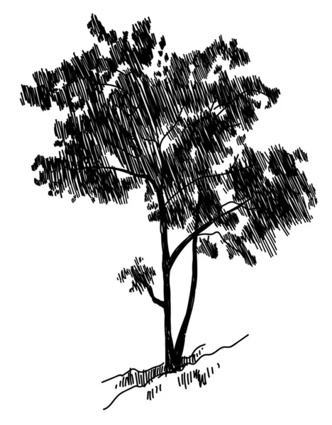 Молодой Клен Дерево Векторный Свободный Рисунок Быстрая Ручка — стоковый вектор