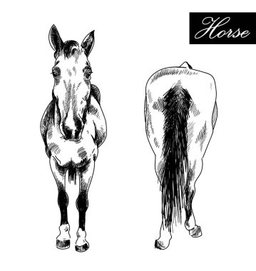 At önde ve arkada. Mürekkep çizimi vektör serbest çizim. Oyma, ayrıntılı çizim .