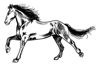 Koşan at. Vektör el yazması çizimi, oyma .