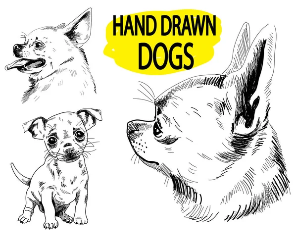 Chihuahua Een Set Van Beelden Met Hand Getekend Vintage Stijl — Stockvector