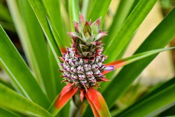 Colours of wild pineapple plant ストック写真