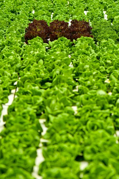 Hydroponics floating system farming