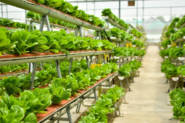 Agricultura biológica vertical — Fotografia de Stock