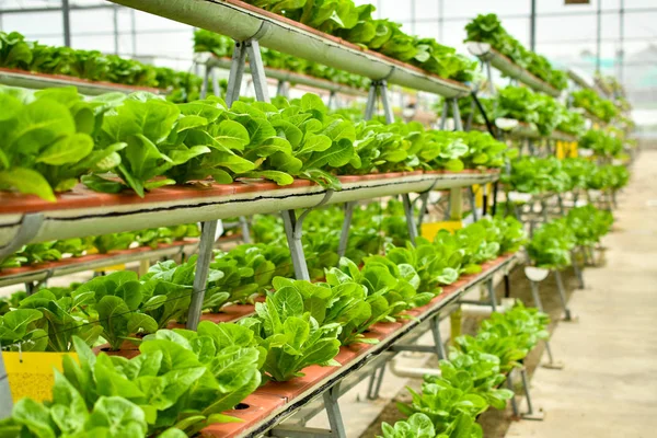 Organic vertical farming — Stock Photo, Image