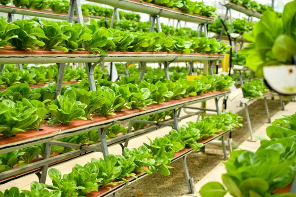 Agricultura biológica vertical — Fotografia de Stock