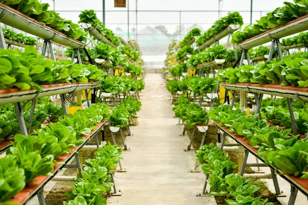 Vertikaler ökologischer Landbau — Stockfoto