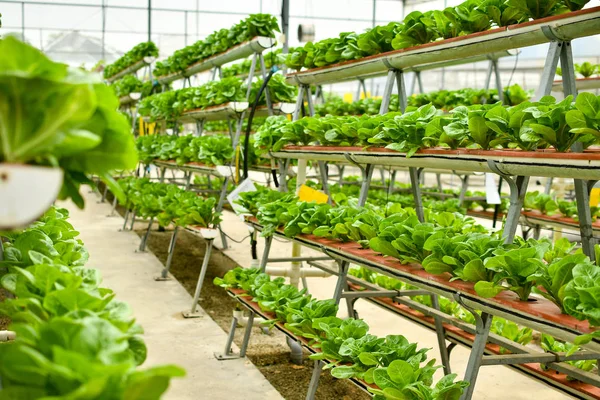 Agricultura biológica vertical — Fotografia de Stock