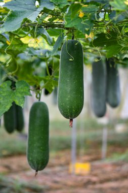 Asılı kış karpuzu bitkisi ve meyveler