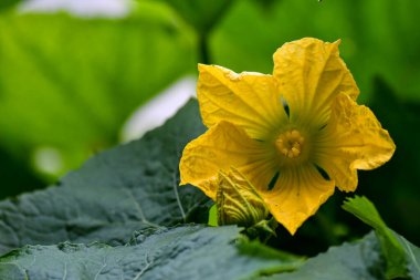 Asılı kış karpuzu bitkisi ve meyveler