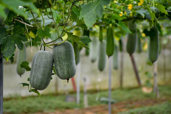 Hanging winter melon plant and fruits