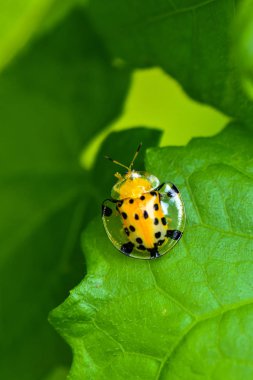 Altın Kaplumbağa Böcek makro fotoğrafları
