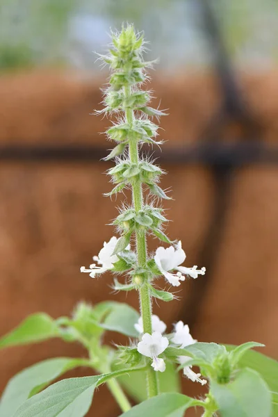 レモンバジル植物新鮮な成長成分 — ストック写真