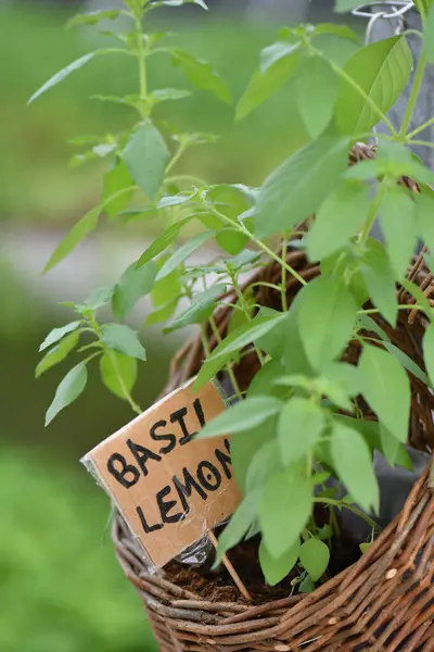 レモンバジル植物新鮮な成長成分 — ストック写真