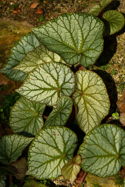 ベゴニア熱帯 亜熱帯アジア植物 — ストック写真