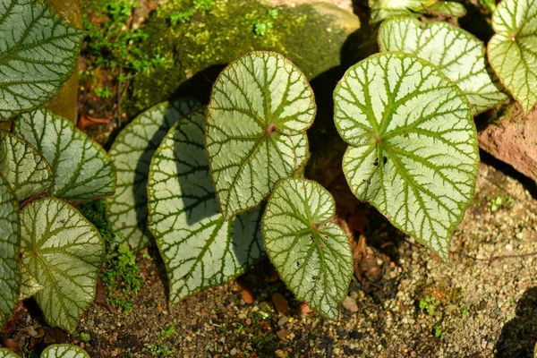 Begonien Tropische Und Subtropische Asiatische Pflanze — Stockfoto