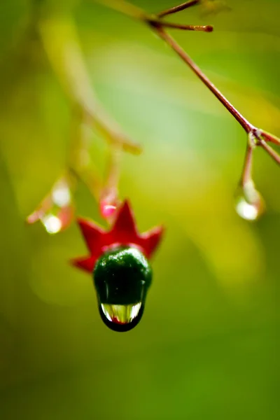 Verde Natureza Água Gotas Fundo Papel Parede — Fotografia de Stock