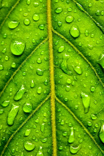 Grün Natur Wasser Tropfen Hintergrund Tapete — Stockfoto